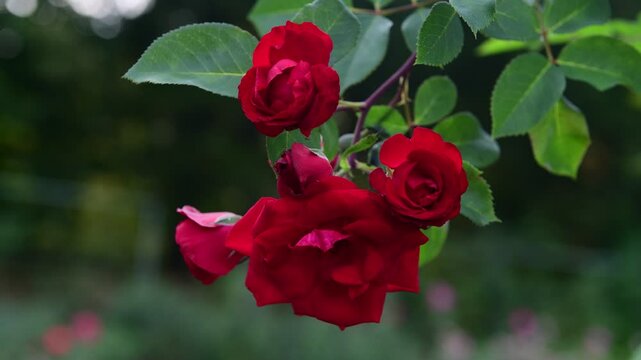 Nice 4k macro video of red rose flower at suumer day, nature and gardening