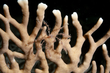 Piccolo granchio sul corallo di fuoco, Millepora dichotoma, © Massimo