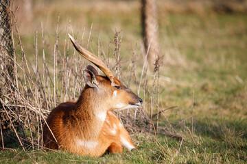 A sitatunga sitting in grass.