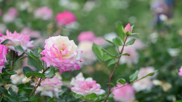Nice 4k macro video of pink and white rose flower at suumer day, nature and gardening