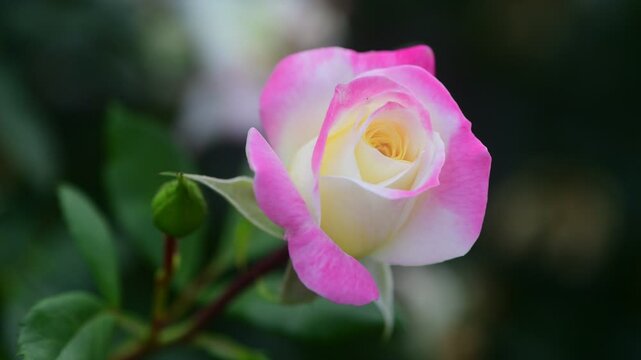 Nice 4k macro video of pink and white rose flower at suumer day, nature and gardening