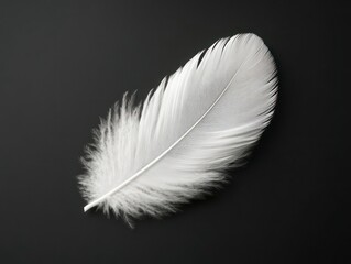 Obraz premium White Feather on Black Background Close-up for Delicate Design Element