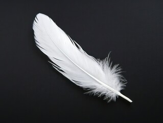 Obraz premium White Feather Isolated on Black Background Soft Light Detail