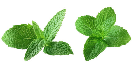 fresh mint leaves