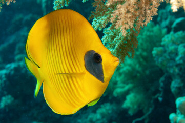  pesce farfalla mascherato, Chaetodon semilarvatus, sulla barriera corallina