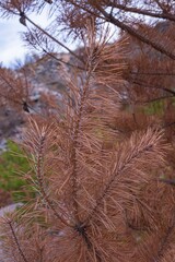 Pine tree killed by summer drought. Dried needles on pine tree branches.
