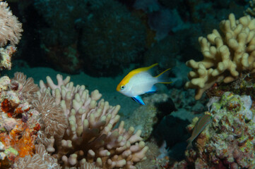 Castagnola, Neoglyphidodon melas, nascosta tra i coralli	