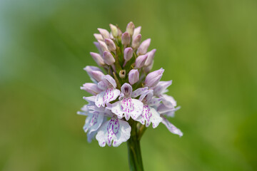 Close up of a heath spotted orchid (dactylorhiza maculata) flower in bloom