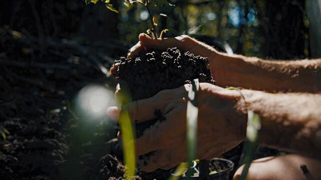 Manos humanas sosteniendo una peque&ntilde;a planta en tierra f&eacute;rtil, mostrando el proceso de siembra y el cuidado de la naturaleza para la reforestaci&oacute;n.
