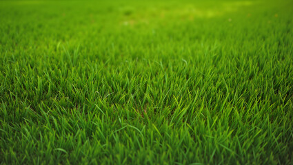 Obraz premium Green grass field in nature during daylight background