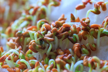 Cress seeds germinating on a cotton wool substrate two days after sowing; cress, rich in microelements, grown at home.