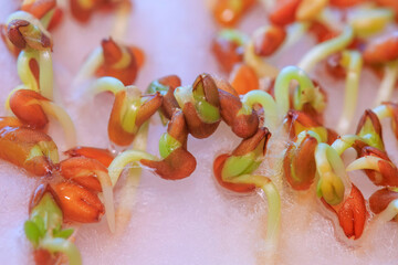 Cress seeds germinating on a cotton wool substrate two days after sowing; cress, rich in...