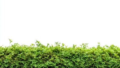 Obraz premium Green Bush Row on White Background Perfect for Product Placement Mockup