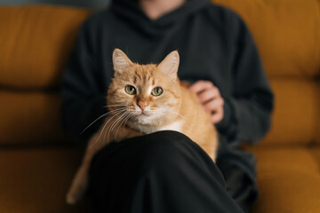 Close-up cropped shot of unrecognizable loving pet owner cuddling ginger cat while sitting relaxing on comfortable sofa in living room, enjoying peaceful moment of affection and companionship.