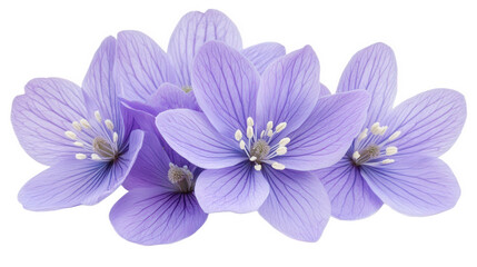 Obraz premium blue flowers isolated on white background