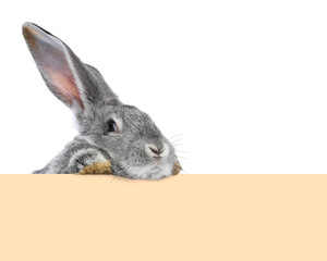 Cute fluffy rabbit peeking out from beige paper on white background