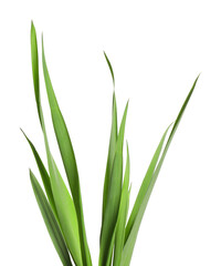 Blades of green grass isolated on white
