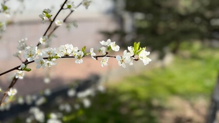 Branch of Prunus Americana or American plum with white flowers. commonly called the American plum, wild plum, or Marshall's large yellow sweet plum. Selective focus.

