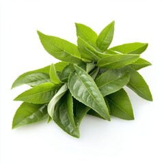 Obraz premium Fresh green tea leaf closeup view.