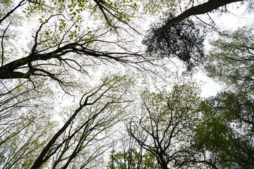 Blick nach oben im Wald mit Bäumen