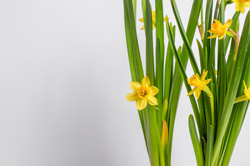 Narcissus flowers with bright yellow petals and long green leaves stand out against a clean white...