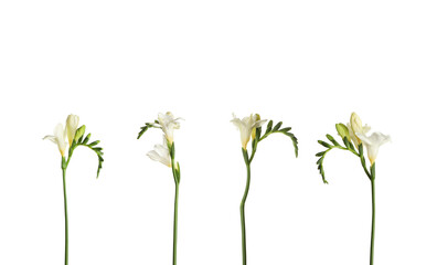 Aromatic freesia flowers isolated on white, set