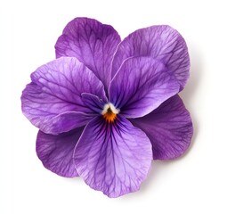 Isolated Violet Pansy Flower Blossom with Delicate Petals on White Background