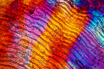 Abstract micrograph of a single scale from a sockeye salmon.