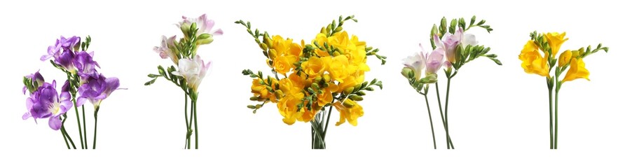 Beautiful freesia flowers on white background, set