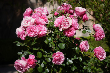 Lush Pink Roses Blooming in the Gardens of Alhambra Palace, Granada, Spain - Stunning Floral Display with Vibrant Colors and Delicate Petals in Historic Moorish Setting