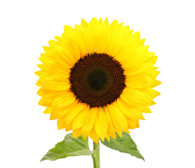 Beautiful bright sunflower with green leaves on white background
