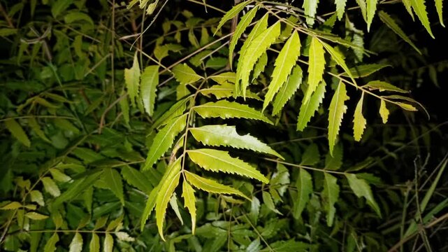 Azadirachta indica branches of neem tree leaves at night with black background. natural medicine