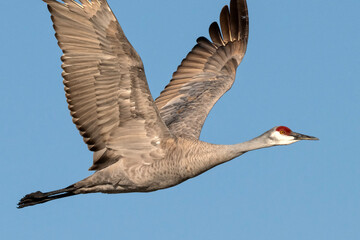 Obraz premium Sandhill crane (Grus canadensis) migrating; Crane Trust; Nebraska