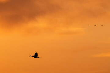 Obraz premium Sandhill crane (Grus canadensis) at sunset; Crane Trust; Nebraska 