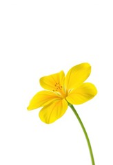 Fototapeta premium A vibrant, single yellow primrose flower, petals fully open, isolated against a pure white backdrop, delicate, illustration