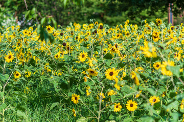 夏の日差しを浴びるヒマワリ畑