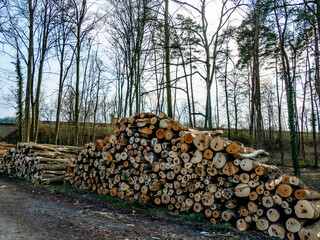 Abholzung im Frühjahr