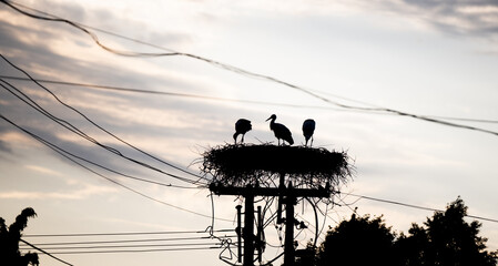 Junfgstorch schwarz wei&szlig;