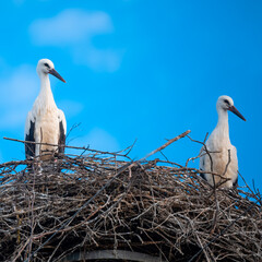 2 St&ouml;rche  jung