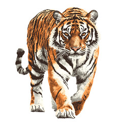 Sleek Bengal Tiger Walking Confidently Isolated on Transparent Background