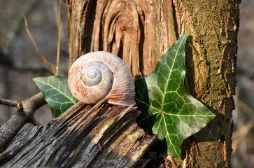 empty snail shell
