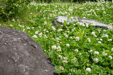 シロツメクサの咲く草原と大きな石