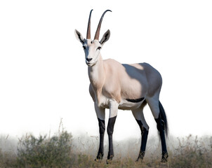 Graceful Arabian Oryx Standing Tall in its Natural Habitat, Exuding Serenity and Majesty Amidst the Subtle Greens of its arid environment, its majestic presence captivating