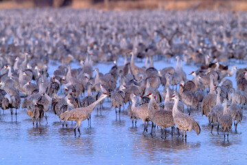 Fototapeta premium Sandhill cranes (Grus canadensis) at dawn; Crane Trust; Nebraska 