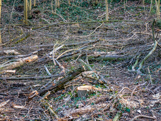 Abholzung im Frühjahr