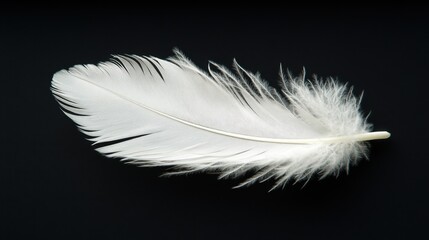 Elegant close-up of a white feather on black background