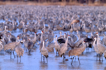 Sandhill cranes (Grus canadensis) at dawn; Crane Trust; Nebraska 