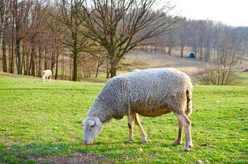 a flock of sheep grazing on a green meadow