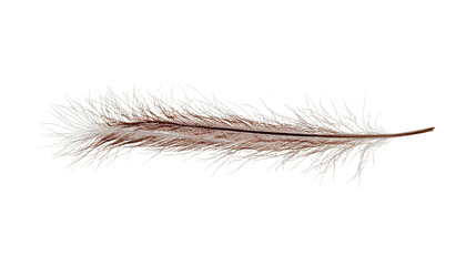 Brown and White Feather on Transparent Background, PNG