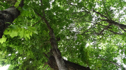 Fototapeta premium tree in the forest
